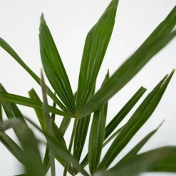 Plant in a Box Chinese Waaierpalm - Set van 4 - Trachycarpus Fortunei - Hoogte 35-45cm - ⌀15cm Outlet