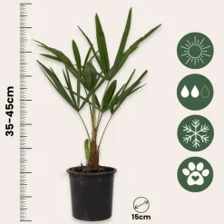 Plant in a Box Chinese Waaierpalm - Set van 4 - Trachycarpus Fortunei - Hoogte 35-45cm - ⌀15cm Outlet