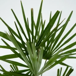 Plant in a Box Chinese Waaierpalm - Set van 4 - Trachycarpus Fortunei - Hoogte 35-45cm - ⌀15cm Outlet