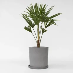 Plant in a Box Chinese Waaierpalm - Trachycarpus Fortunei - Hoogte 65-75cm - ⌀21cm Online