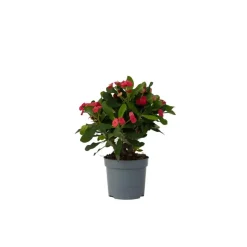 Plant in a Box Christusdoorn - Euphorbia 'Milii' - Hoogte 25-35cm - ⌀13cm Hot