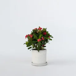 Plant in a Box Christusdoorn - Euphorbia 'Milii' - Hoogte 25-35cm - ⌀13cm Hot