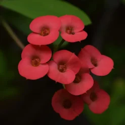 Plant in a Box Christusdoorn - Euphorbia 'Milii' - Hoogte 25-35cm - ⌀13cm Hot