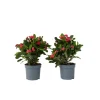 Plant in a Box Christusdoorn - Set van 2 - Euphorbia 'Milii' - Hoogte 25-35cm - ⌀13cm Best