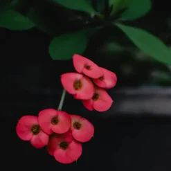 Plant in a Box Christusdoorn - Set van 2 - Euphorbia 'Milii' - Hoogte 25-35cm - ⌀13cm Best