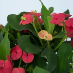Plant in a Box Christusdoorn - Set van 2 - Euphorbia 'Milii' - Hoogte 25-35cm - ⌀13cm Best