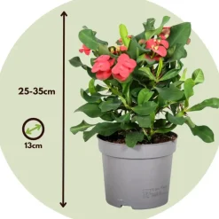 Plant in a Box Christusdoorn - Set van 2 - Euphorbia 'Milii' - Hoogte 25-35cm - ⌀13cm Best
