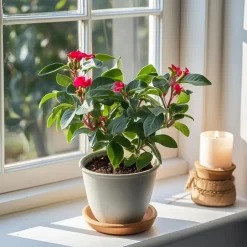 Plant in a Box Christusdoorn - Set van 2 - Euphorbia 'Milii' - Hoogte 25-35cm - ⌀13cm Best