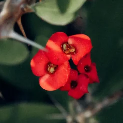 Plant in a Box Christusdoorn - Set van 2 - Euphorbia 'Milii' - Hoogte 25-35cm - ⌀13cm Best