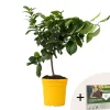 Plant in a Box Citroenboom - Citrus limon - Hoogte 60-70cm - ⌀19cm Hot