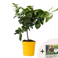 Plant in a Box Citroenboom - Citrus limon - Hoogte 60-70cm - ⌀19cm Hot