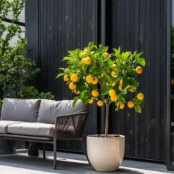 Plant in a Box Citroenboom - Citrus limon - Hoogte 60-70cm - ⌀19cm Hot