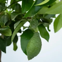 Plant in a Box Citroenboom - Citrus limon - Hoogte 60-70cm - ⌀19cm Hot
