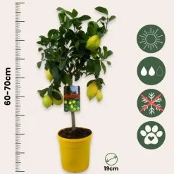 Plant in a Box Citroenboom - Citrus limon - Hoogte 60-70cm - ⌀19cm Hot