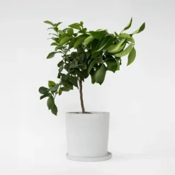 Plant in a Box Citroenboom - Citrus limon - Hoogte 60-70cm - ⌀19cm New