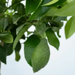 Plant in a Box Citroenboom - Citrus limon - Hoogte 60-70cm - ⌀19cm New