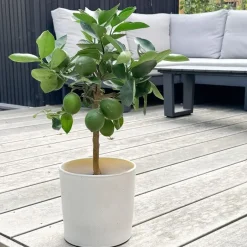 Plant in a Box Citroenboom - Citrus limon - Hoogte 60-70cm - ⌀19cm New