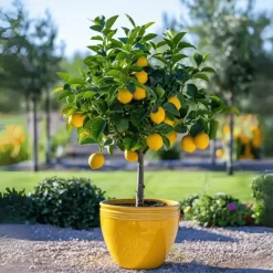 Plant in a Box Citroenboom - Citrus limon - Hoogte 60-70cm - ⌀19cm New