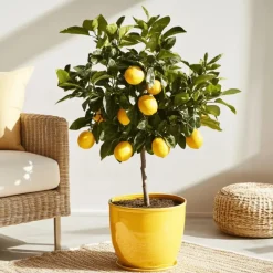 Plant in a Box Citroenboom - Citrus limon - Hoogte 60-70cm - ⌀19cm New