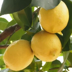 Plant in a Box Citroenboom - Citrus limon - Hoogte 60-70cm - ⌀19cm New