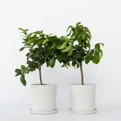 Plant in a Box Citroenboom - Set van 2 - Citrus limon - Hoogte 60-70cm - ⌀19cm Clearance