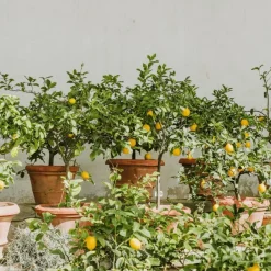 Plant in a Box Citroenboom - Set van 2 - Citrus limon - Hoogte 60-70cm - ⌀19cm Clearance