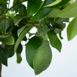 Plant in a Box Citroenboom - Set van 2 - Citrus limon - Hoogte 60-70cm - ⌀19cm Clearance