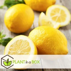 Plant in a Box Citroenboom - Set van 2 - Citrus limon - Hoogte 60-70cm - ⌀19cm Clearance