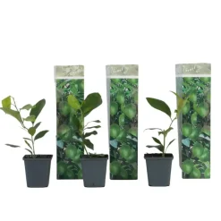 Plant in a Box Citroenboom - Set van 3 - Citrus limon - Hoogte 25-40cm - ⌀9cm Online