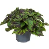 Plant in a Box Coleus 'Tiger' - Siernetel - Hoogte 25-35cm - ø17cm Best
