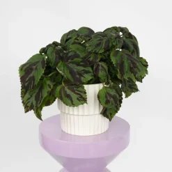 Plant in a Box Coleus 'Tiger' - Siernetel - Hoogte 25-35cm - ø17cm Best