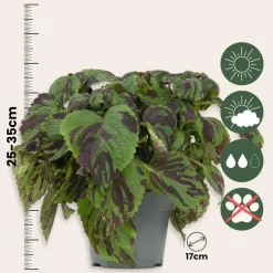 Plant in a Box Coleus 'Tiger' - Siernetel - Hoogte 25-35cm - ø17cm Best