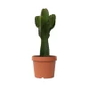 Plant in a Box Cowboycactus - Euphorbia ingens - Hoogte 85-95cm - ⌀24cm