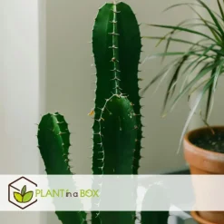 Plant in a Box Cowboycactus - Euphorbia ingens - Hoogte 85-95cm - ⌀24cm