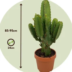 Plant in a Box Cowboycactus - Euphorbia ingens - Hoogte 85-95cm - ⌀24cm