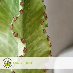 Plant in a Box Cowboycactus - Euphorbia ingens - Hoogte 85-95cm - ⌀24cm