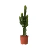 Plant in a Box Cowboycactus - Euphorbia ingens - Hoogte 50-60cm - ⌀17cm Online