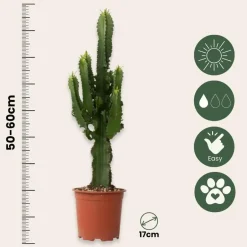 Plant in a Box Cowboycactus - Euphorbia ingens - Hoogte 50-60cm - ⌀17cm Online
