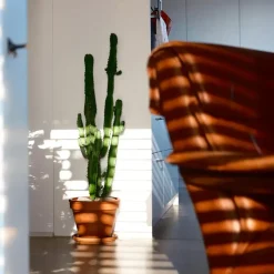 Plant in a Box Cowboycactus - Euphorbia ingens - Hoogte 50-60cm - ⌀17cm Online