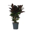 Plant in a Box Croton - Codiaeum variegatum 'Mrs. Iceton' - Hoogte 60-70cm - ⌀19cm Discount