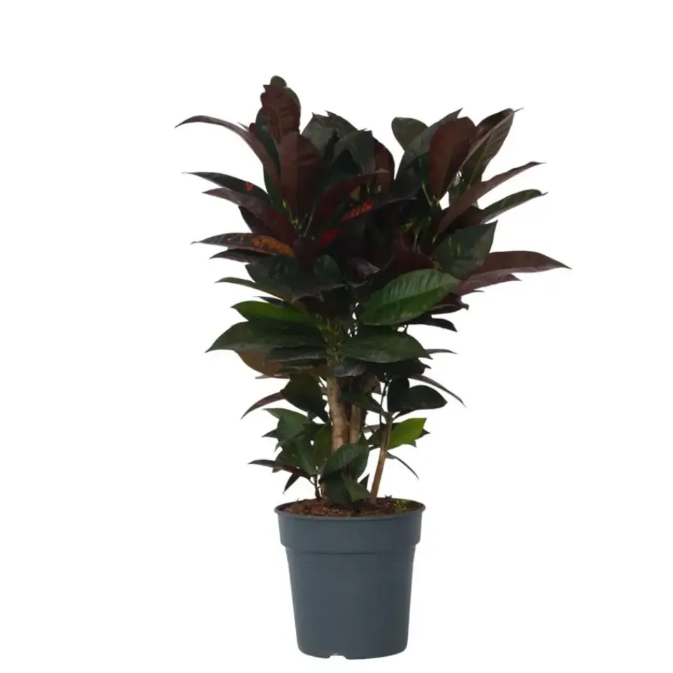 Plant in a Box Croton - Codiaeum variegatum 'Mrs. Iceton' - Hoogte 60-70cm - ⌀19cm Discount