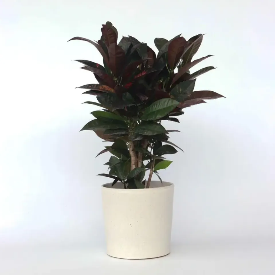 Plant in a Box Croton - Codiaeum variegatum 'Mrs. Iceton' - Hoogte 60-70cm - ⌀19cm Discount