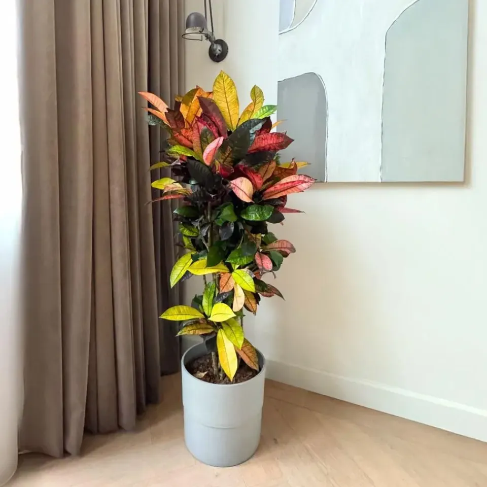 Plant in a Box Croton - Codiaeum variegatum 'Mrs. Iceton' - Hoogte 60-70cm - ⌀19cm Discount