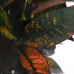 Plant in a Box Croton - Codiaeum variegatum 'Mrs. Iceton' - Hoogte 60-70cm - ⌀19cm Discount