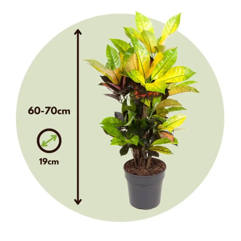 Plant in a Box Croton - Codiaeum variegatum 'Mrs. Iceton' - Hoogte 60-70cm - ⌀19cm Discount