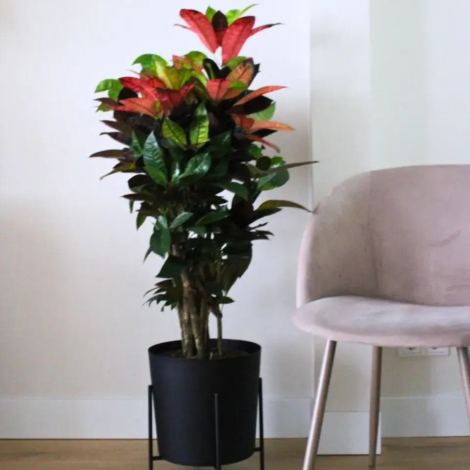 Plant in a Box Croton - Codiaeum variegatum 'Mrs. Iceton' - Hoogte 60-70cm - ⌀19cm Discount