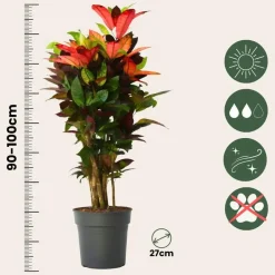 Plant in a Box Croton - Codiaeum variegatum 'Mrs. Iceton' - Hoogte 90-100cm - Pot 27cm Outlet
