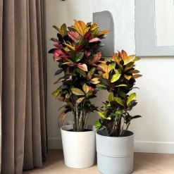 Plant in a Box Croton - Codiaeum variegatum 'Mrs. Iceton' - Hoogte 90-100cm - Pot 27cm Outlet