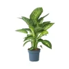 Plant in a Box Dief van Bagdad - Dieffenbachia 'Tropic' - Hoogte 70-80cm - ⌀24cm Clearance