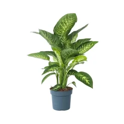 Plant in a Box Dief van Bagdad - Dieffenbachia 'Tropic' - Hoogte 70-80cm - ⌀24cm Clearance